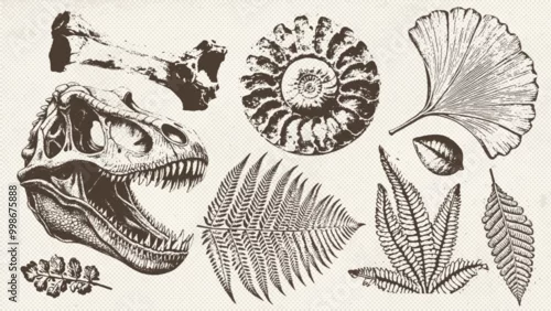 Obraz Prehistoric ammonite shell, dinosaur skull, ancient leaves imprints set . Dinosaur and prehistoric period collection of icons in monochrome style. Vector