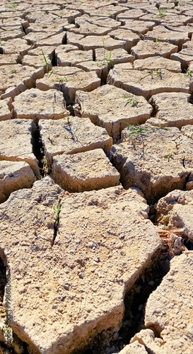 tree in the desert climate change