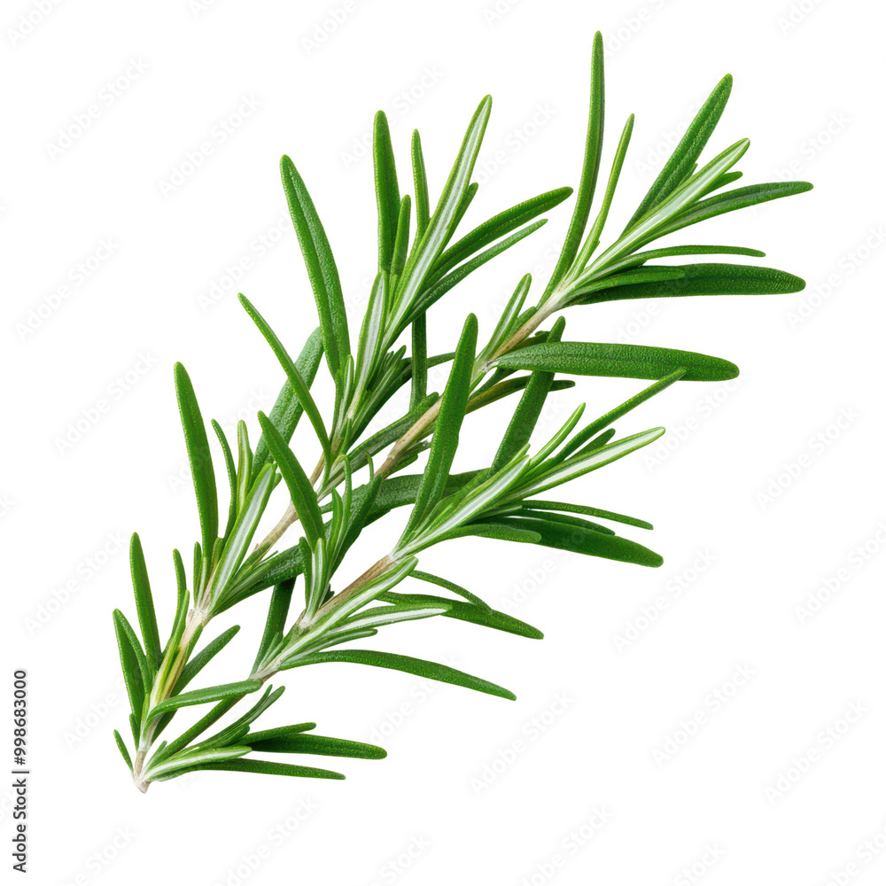 Fototapeta premium Fresh rosemary sprig isolated on transparent background