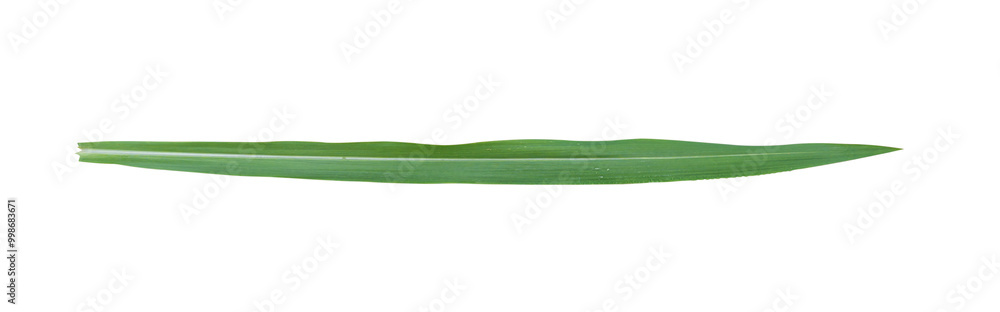 Blades of grass isolated on transparent background, PNG File Blades of grass isolated on transparent background, PNG File