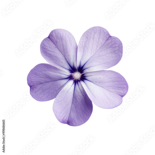 Delicate purple flower with intricate petal details