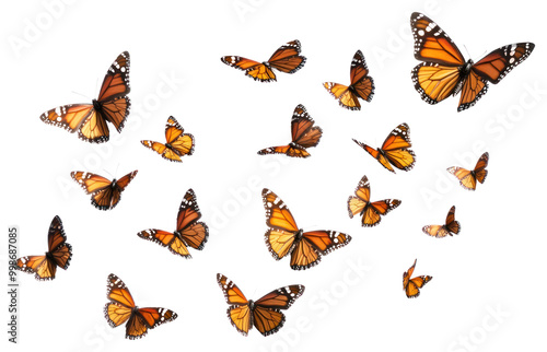 Flying plain tiger butterflies butterfly invertebrate monarch.