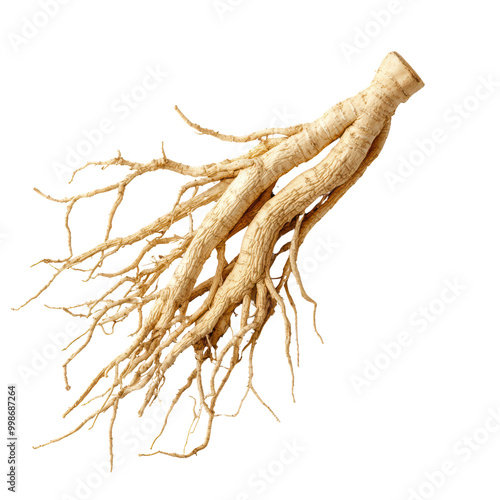 Ginseng root with intricate root system on transparent background photo