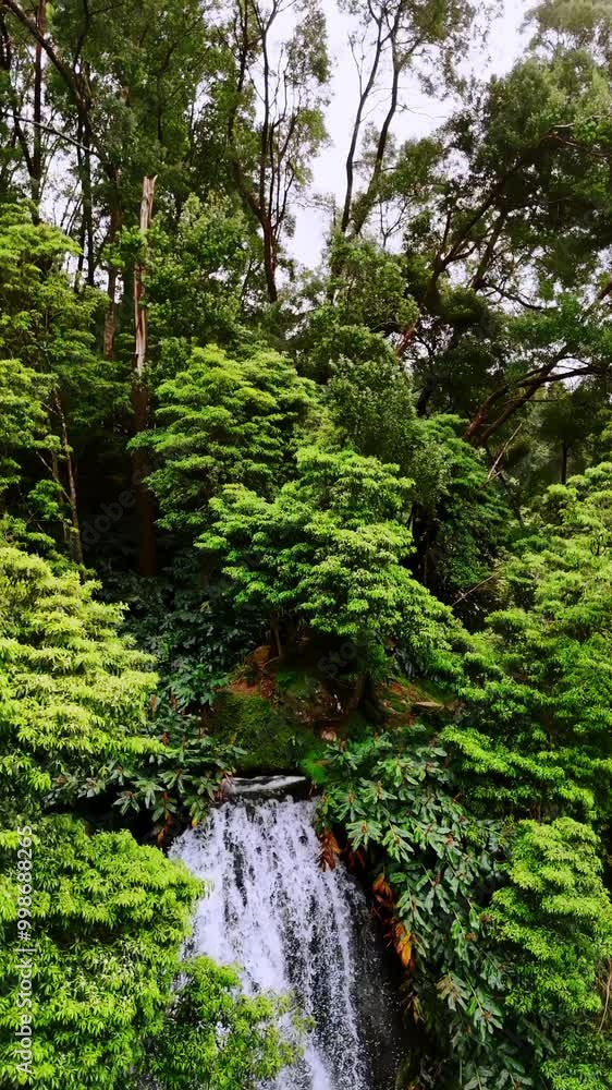 Rising along the waterfall falling from the rock. Forest grows on the top of the mountain. Azorean Islands nature. Vertical video. Rising along the waterfall falling from the rock. Forest grows on the top of the mountain. Azorean Islands nature. Vertical video.