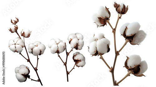 Cotton seeds flower on a transparent background photo