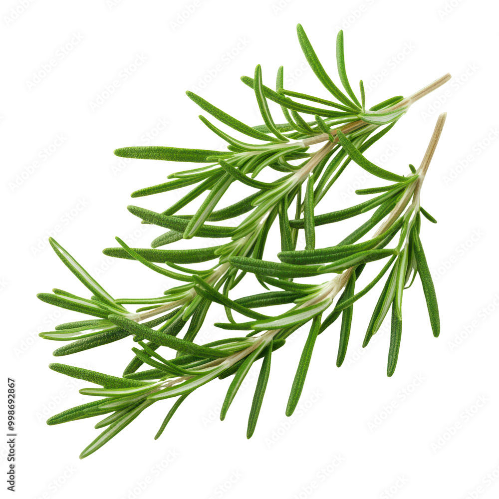 Fresh rosemary sprig with vibrant green leaves Fresh rosemary sprig with vibrant green leaves