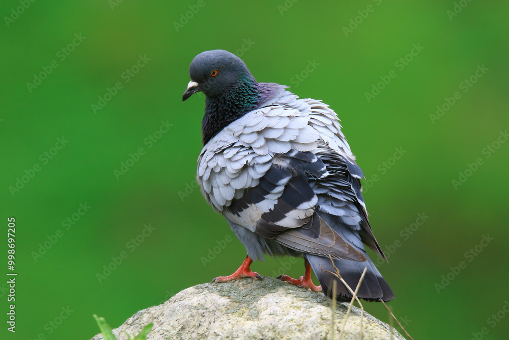Wildlife - Birds. Rock dove (Columba livia) birds are especially abundant in city centers. They breed in rock-like buildings, skyscrapers and city parks. They usually feed on seeds. Wildlife - Birds. Rock dove (Columba livia) birds are especially abundant in city centers. They breed in rock-like buildings, skyscrapers and city parks. They usually feed on seeds.