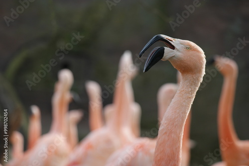 Flamingos displaying their vibrant plumage at Leipzig Zoo in a tranquil setting during a sunny day