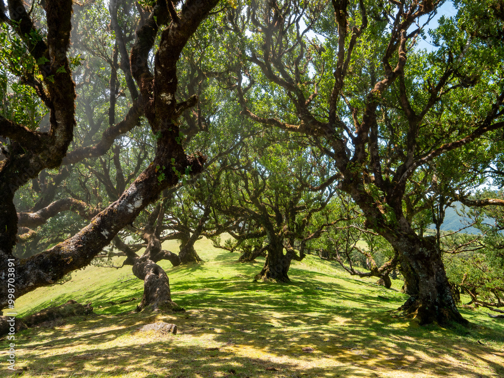 In the mystical laurel forest Laurisilva, also known as the fairy garden or cloud forest, on Madeira. In the mystical laurel forest Laurisilva, also known as the fairy garden or cloud forest, on Madeira.