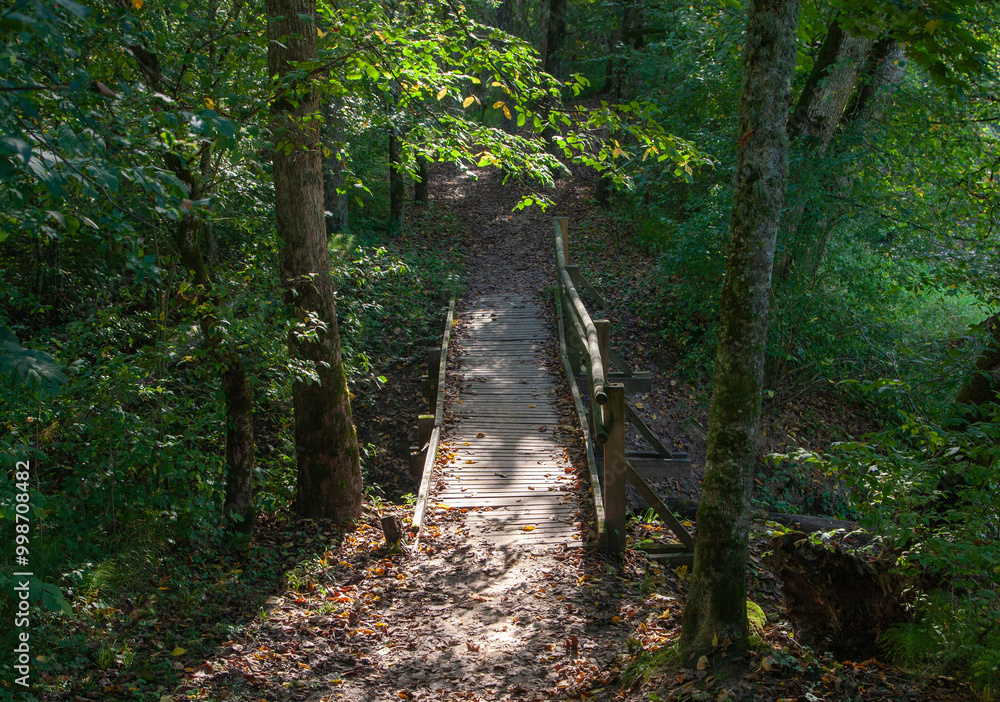 Wooden bridge in forest