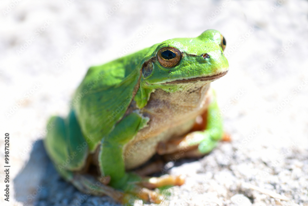 Fototapeta premium Green frog sits on stone