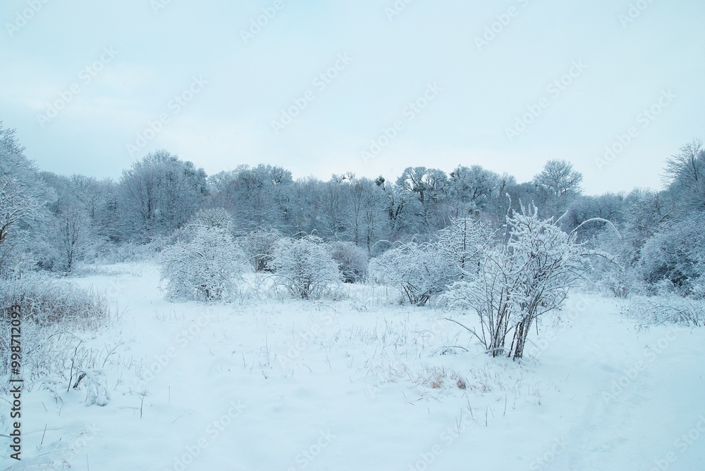Winter forest landscape with trees in snow Winter forest landscape with trees in snow