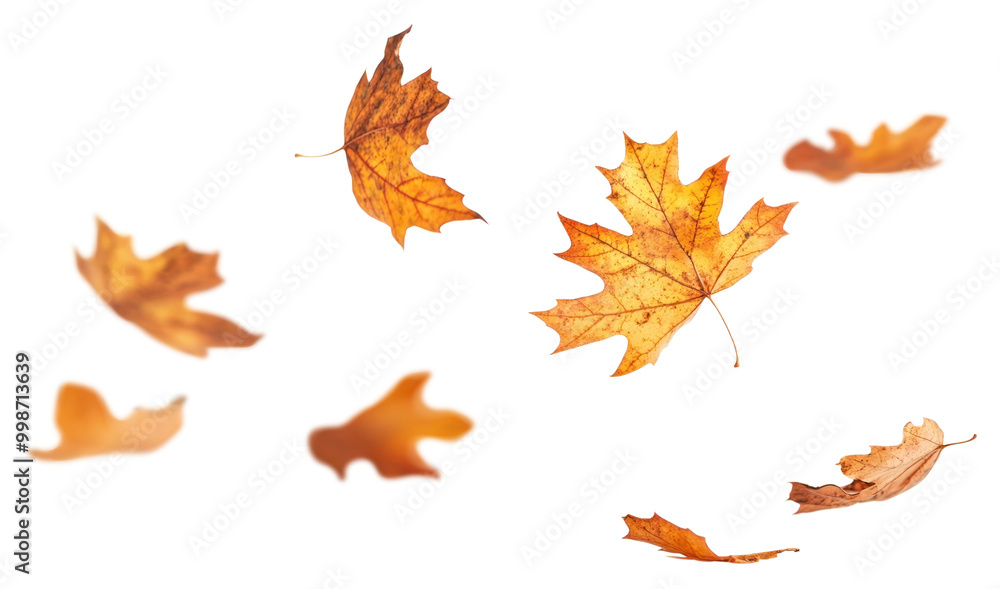 PNG Autumn leaves leaf background floating. PNG Autumn leaves leaf background floating.