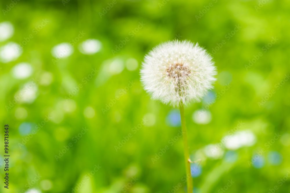 White dandelion flower on green grass meadow White dandelion flower on green grass meadow