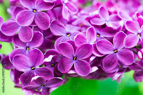 Purple lilac flowers macro background, flower background