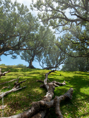 In the mystical laurel forest Laurisilva, also known as the fairy garden or cloud forest, on Madeira. photo