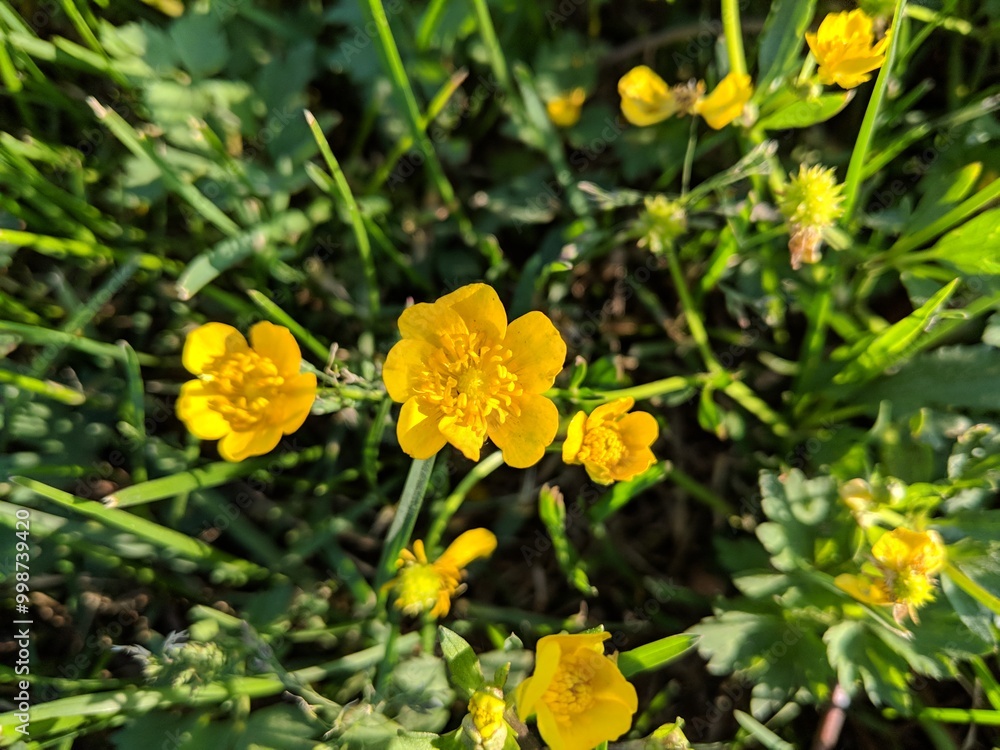 yellow flowers in the garden yellow flowers in the garden