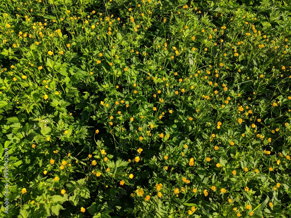 yellow flowers in the garden yellow flowers in the garden
