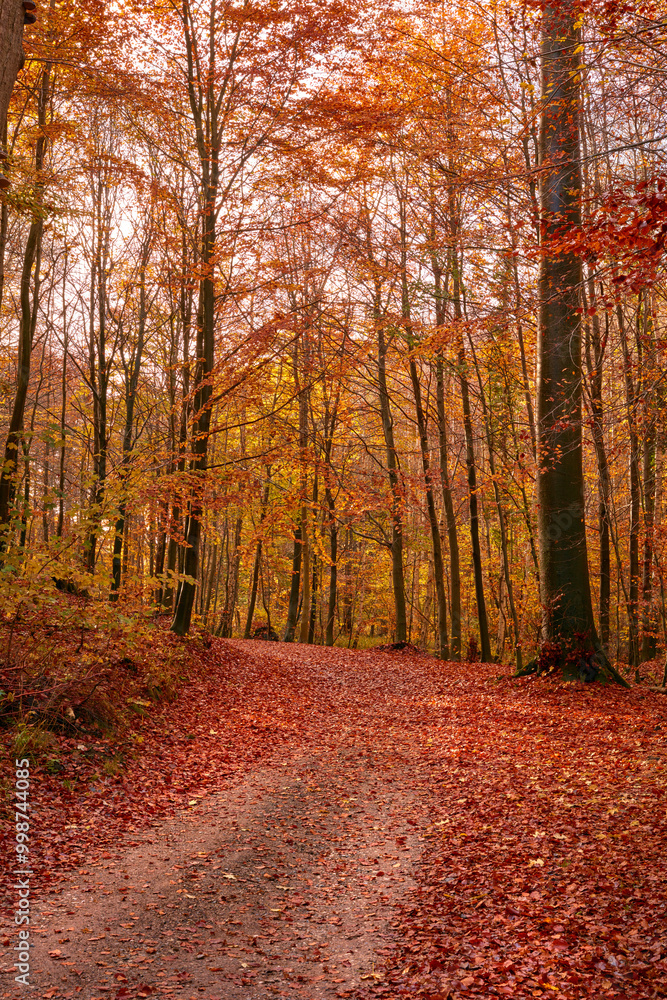 Autumn, forest and path with trees landscape in nature with colorful plants, leaves and foliage in ecosystem. Woods, natural growth and background for sustainability, scenery and hiking adventure Autumn, forest and path with trees landscape in nature with colorful plants, leaves and foliage in ecosystem. Woods, natural growth and background for sustainability, scenery and hiking adventure