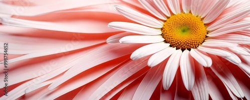 A close-up pink daisy with a yellow center, showcasing its delicate petals and intricate stamen photo