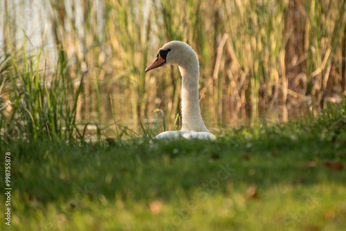 Łabędź niemy schowany za trawą photo