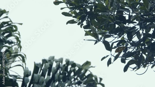 Wallpaper Mural Monkey in the amazon rainforest is climbing and jumping high in the trees Torontodigital.ca