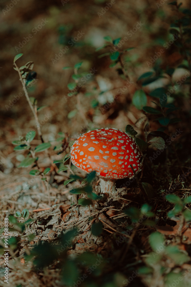 A small red fly agaric mushroom grows in the forest during the summer. It is a poisonous mushroom found in nature. A small red fly agaric mushroom grows in the forest during the summer. It is a poisonous mushroom found in nature.