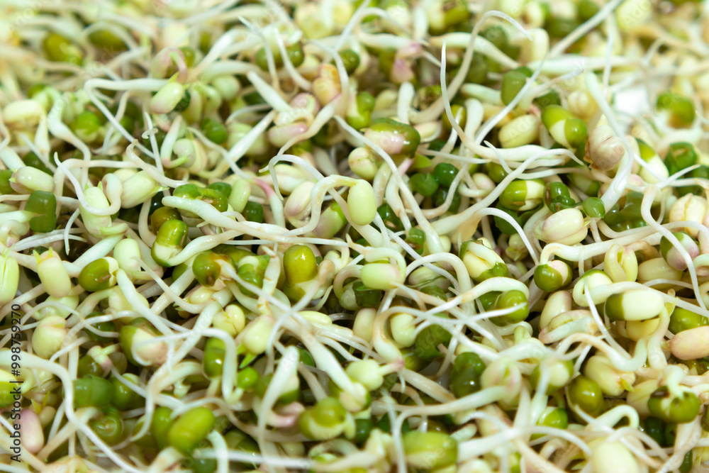Sprouted mung beans (Vigna radiata) with small roots for eating close up. White background. Sprouted mung beans (Vigna radiata) with small roots for eating close up. White background.