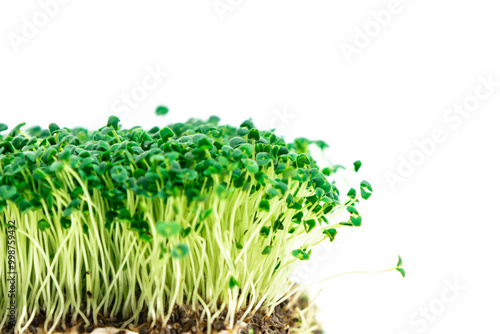 Beautiful green young sprouts of chia (Salvia hispanica) grown for eating. White background. Close up. photo