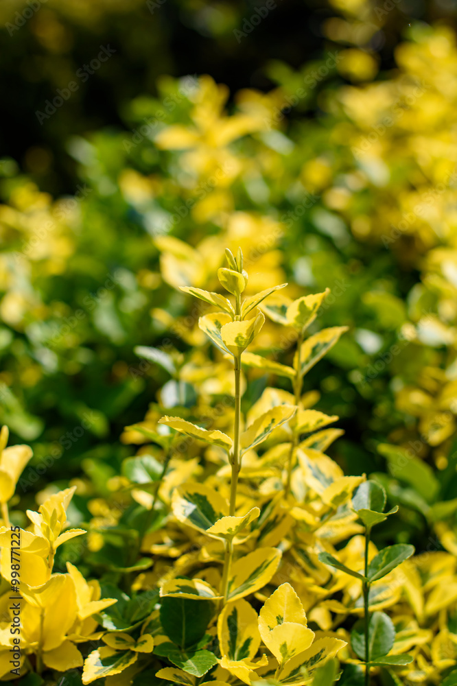 Euonymus fortunei Emerald and Gold grows in a courtyard in Germany Euonymus fortunei Emerald and Gold grows in a courtyard in Germany