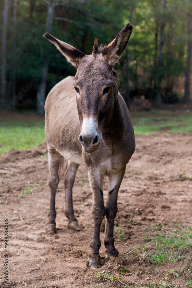 face view of a donkey in a field standing on dirt face view of a donkey in a field standing on dirt