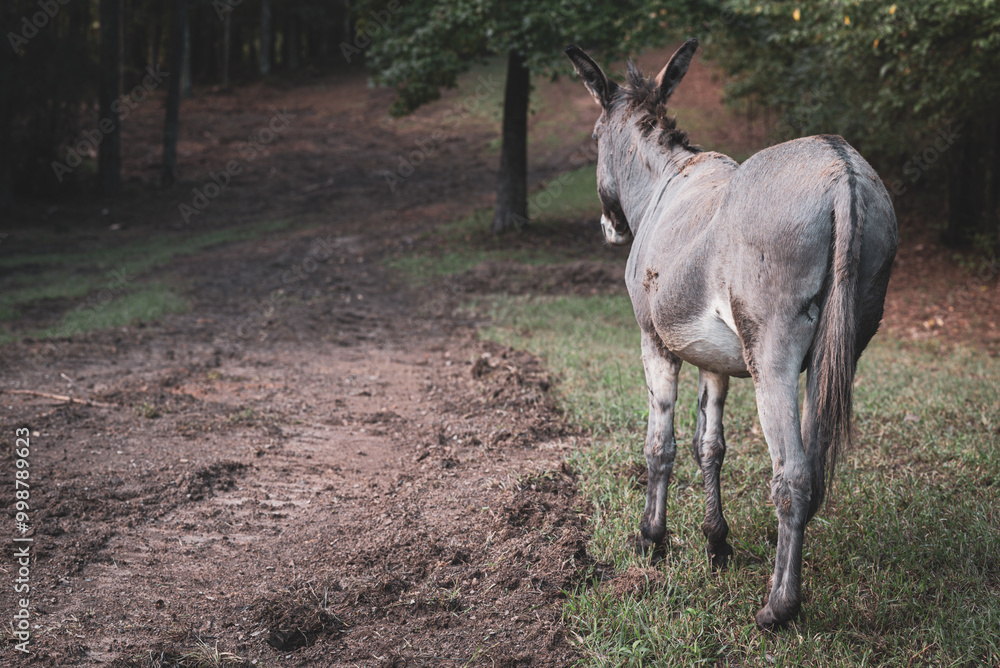 Back of a donkey standing next to a dirt road in a field Back of a donkey standing next to a dirt road in a field