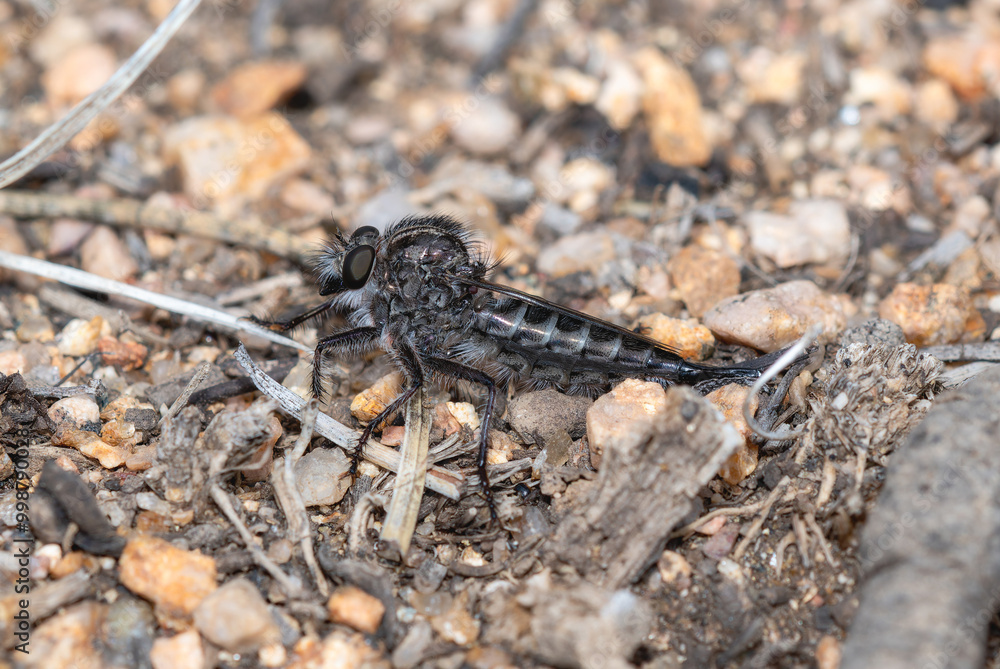 A close-up of a Hammertail Robber fly from the genus Efferia perched on gravel in Colorado A close-up of a Hammertail Robber fly from the genus Efferia perched on gravel in Colorado