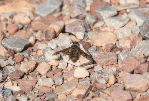 A banded bee fly from the genus Poecilanthrax perched on rocky ground in Colorado photo