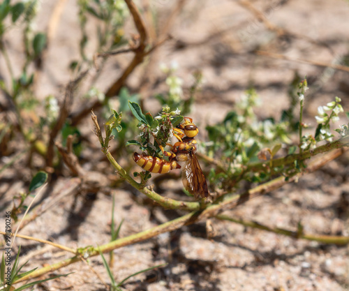 A member of Typical Weevil Wasps and Allies a Cerceris bicornuta wasp perched on a flowering plant in Colorado photo