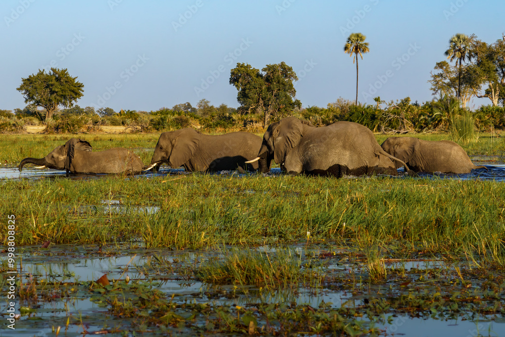 Obraz premium Herd of elephants crossing the Okavango delta in Botswana