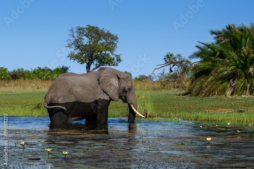 Photography Solitary elephant crossing the Okavango Delta in Boswana