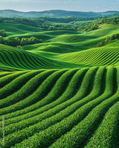 Aerial shot of farmland with geometric fields and rows of crops, creating a structured pattern from above,