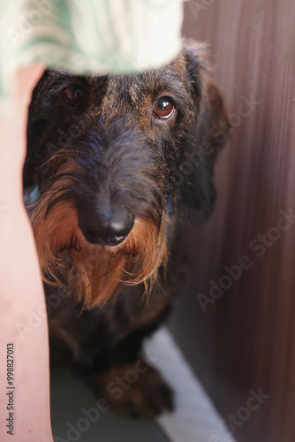 Wallpaper Mural A dog of the long-haired dachshund breed hid Torontodigital.ca