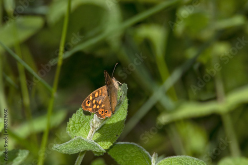 Mariposa Maniola jurtina posada en una ortiga photo