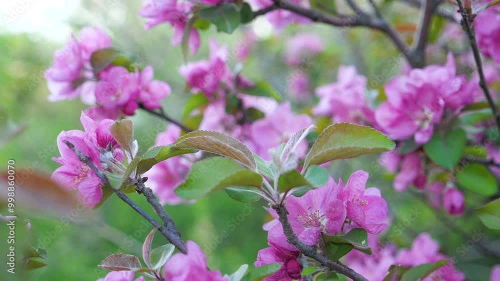 Blooming apple tree branch. A gorgeous blossoming apple tree. Apple tree branches with pink flowers against sunset background Blooming apple tree branch. A gorgeous blossoming apple tree. Apple tree branches with pink flowers against sunset background