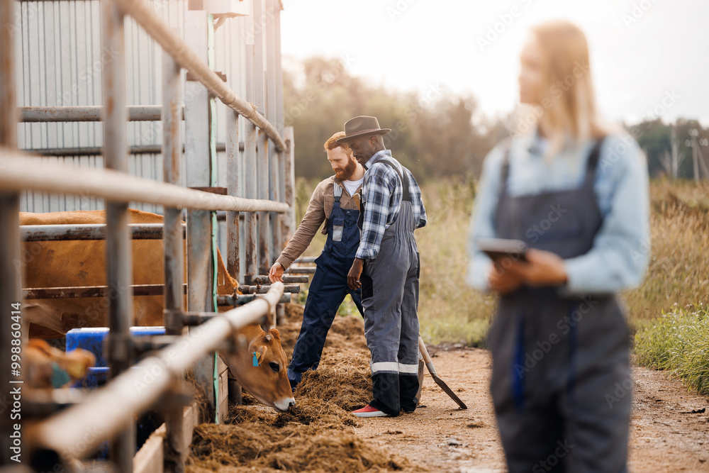 Vet doctor inspection of health of cows on livestock industry