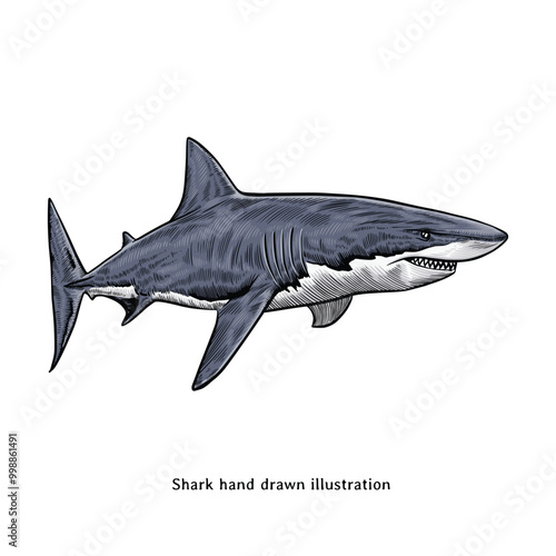 Shark illustration. Shark hand drawn illustration in vintage style