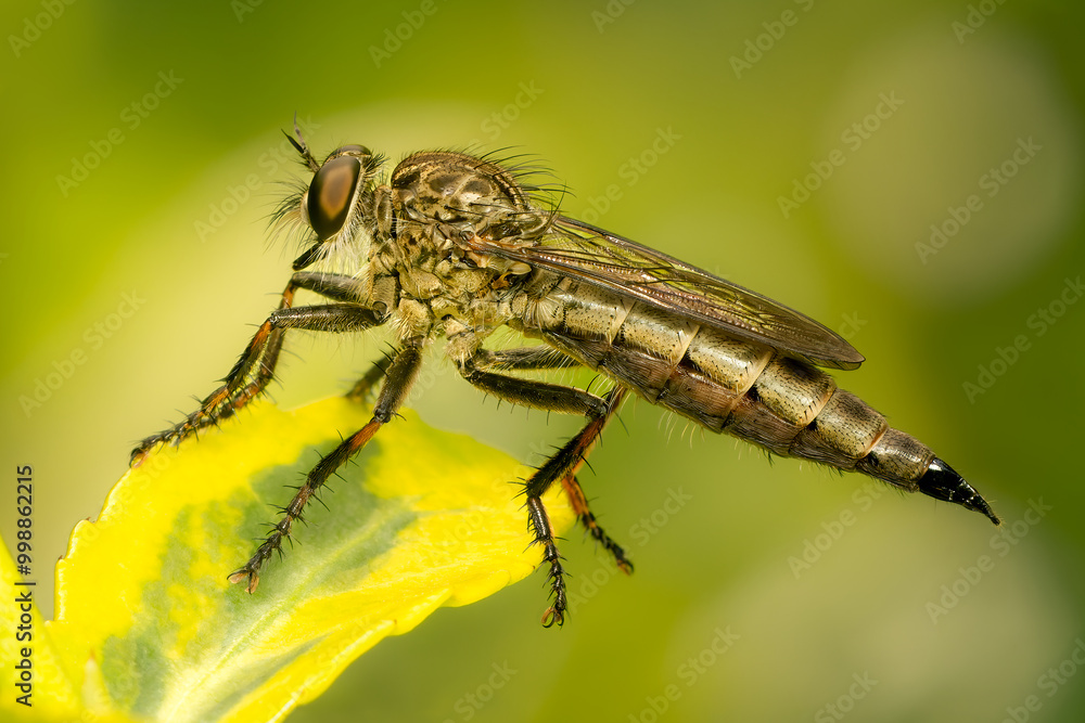 Robber fly watching for prey while preched on a yellow and green leaf with green blurred background Robber fly watching for prey while preched on a yellow and green leaf with green blurred background