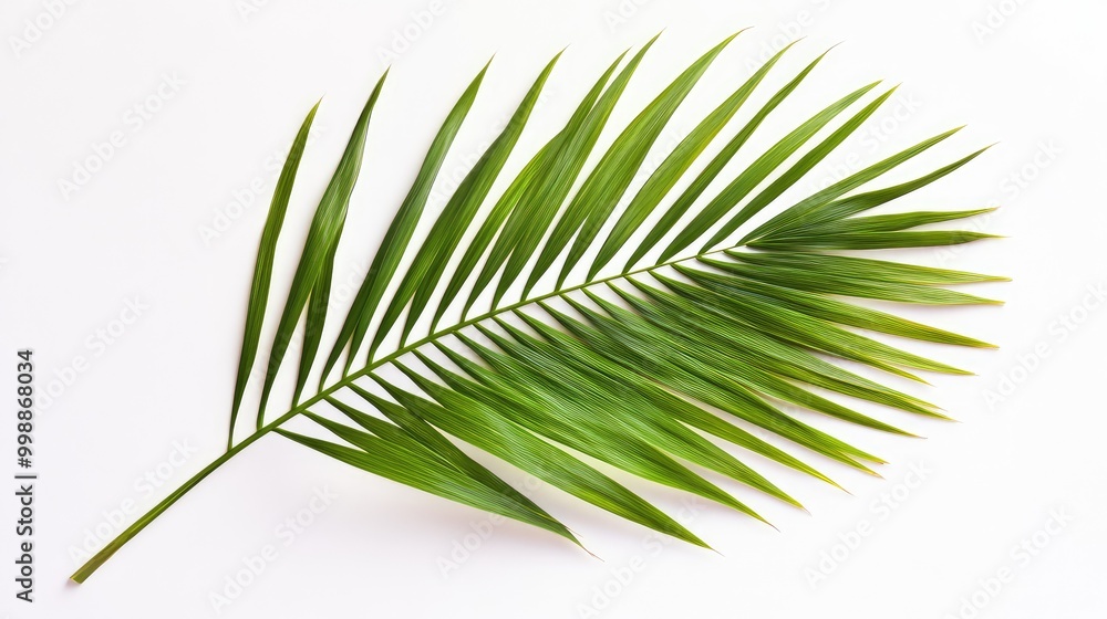 Obraz premium A palm leaf with visible light filtering through, every vein and detail of the leaf clearly highlighted against a bright white backdrop