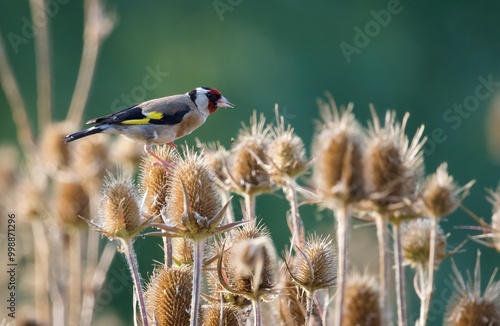 goldfinch on the wild teasel
 photo