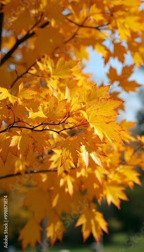 Golden Autumn Leaves.