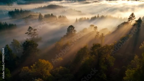 Cinematic Tracking Shot of Forest Path with Sunlight or Following Sun Rays Through Forest Fog: Tracking Shot or Forest Tracking Shot with Sunlight and Fog photo