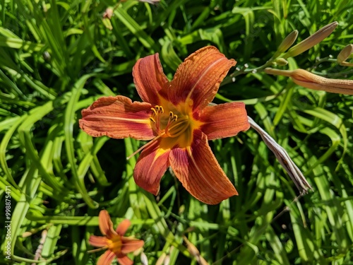 orange lily in the grass