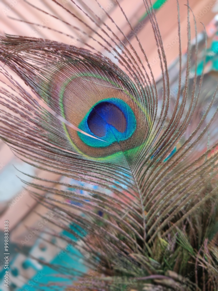 Obraz premium peacock feather close up